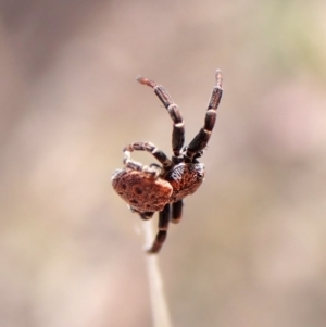 Cymbacha ocellata at Mount Painter - 6 Mar 2024