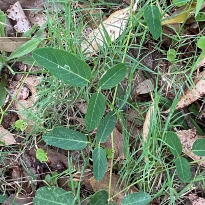 Oxytes brachypoda (Large Tick-trefoil) at Broulee, NSW - 27 Jan 2024 by Tapirlord