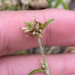 Euchiton japonicus (Creeping Cudweed) at Broulee, NSW - 27 Jan 2024 by Tapirlord