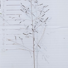 Eragrostis curvula (African Lovegrass) at Torrens, ACT - 6 Mar 2024 by Steve818