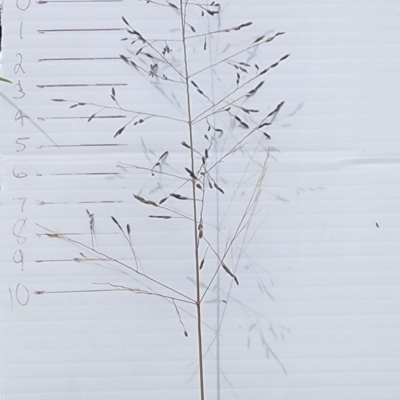 Eragrostis curvula (African Lovegrass) at Torrens, ACT - 6 Mar 2024 by Steve818