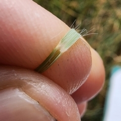 Eragrostis curvula at Mount Taylor - 6 Mar 2024