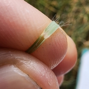 Eragrostis curvula at Mount Taylor - 6 Mar 2024 02:40 PM