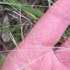 Lachnagrostis filiformis (Blown Grass) at Broulee, NSW - 27 Jan 2024 by Tapirlord