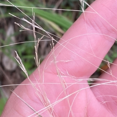 Lachnagrostis filiformis (Blown Grass) at Broulee, NSW - 27 Jan 2024 by Tapirlord