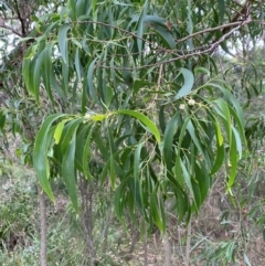 Acacia implexa (Hickory Wattle, Lightwood) at Batemans Marine Park - 27 Jan 2024 by Tapirlord