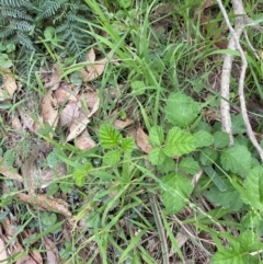 Rubus parvifolius (Native Raspberry) at Broulee, NSW - 27 Jan 2024 by Tapirlord