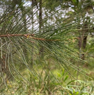 Allocasuarina littoralis (Black She-oak) at Broulee, NSW - 27 Jan 2024 by Tapirlord