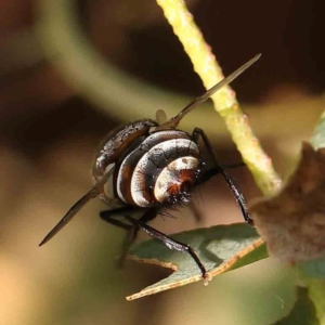 Tachinidae (family) at Black Mountain - 28 Feb 2024