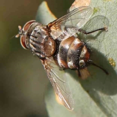 Tachinidae (family) at Black Mountain - 28 Feb 2024