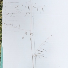 Eragrostis brownii (Common Love Grass) at Mount Taylor - 6 Mar 2024 by Steve818