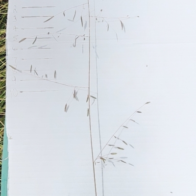 Eragrostis brownii (Common Love Grass) at Mount Taylor - 6 Mar 2024 by Steve818