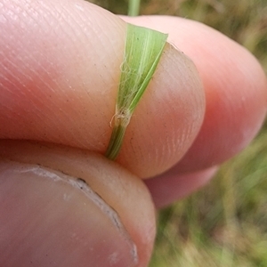 Eragrostis brownii at Mount Taylor - 6 Mar 2024