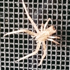 Sidymella sp. (genus) (A crab spider) at Forrest, ACT - 5 Mar 2024 by wandering