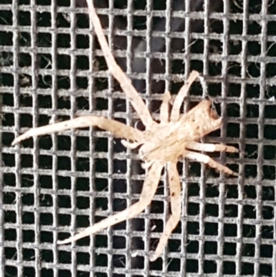 Sidymella sp. (genus) (A crab spider) at Forrest, ACT - 6 Mar 2024 by wandering