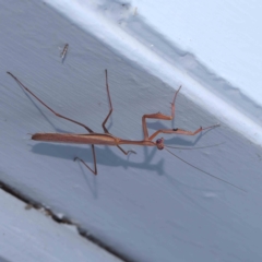 Pseudomantis albofimbriata (False garden mantis) at Turner, ACT - 3 Mar 2024 by ConBoekel