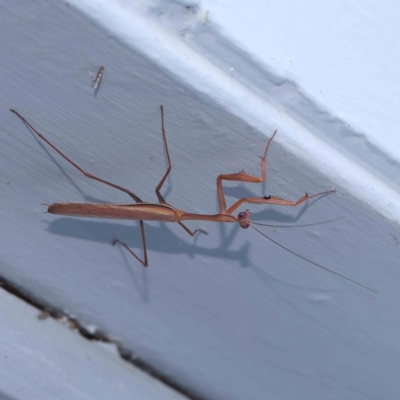 Pseudomantis albofimbriata (False garden mantis) at Turner, ACT - 3 Mar 2024 by ConBoekel