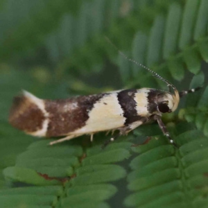 Macrobathra chrysotoxa at O'Connor, ACT - 28 Feb 2024