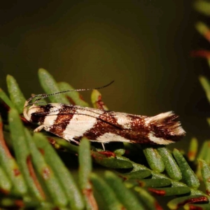 Macrobathra desmotoma at O'Connor, ACT - 28 Feb 2024