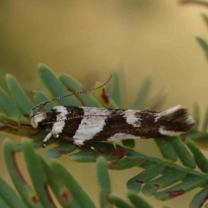 Macrobathra desmotoma at O'Connor, ACT - 28 Feb 2024