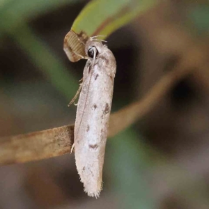 Philobota (genus) at Black Mountain - 28 Feb 2024