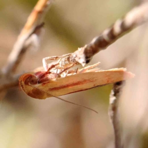 Eochrois dejunctella at O'Connor, ACT - 28 Feb 2024