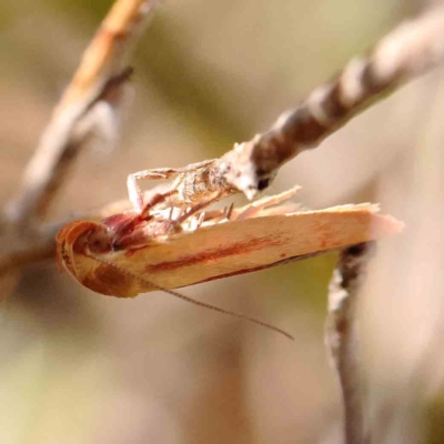 Eochrois dejunctella (A Concealer moth (Wingia Group)) at O'Connor, ACT - 27 Feb 2024 by ConBoekel