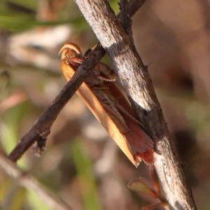 Eochrois dejunctella at O'Connor, ACT - 28 Feb 2024