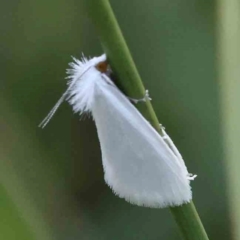 Tipanaea patulella (A Crambid moth) at O'Connor, ACT - 27 Feb 2024 by ConBoekel