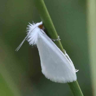 Tipanaea patulella (A Crambid moth) at O'Connor, ACT - 27 Feb 2024 by ConBoekel
