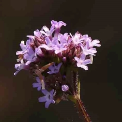 Verbena incompta (Purpletop) at Black Mountain - 28 Feb 2024 by ConBoekel