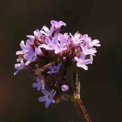 Verbena incompta (Purpletop) at Black Mountain - 27 Feb 2024 by ConBoekel