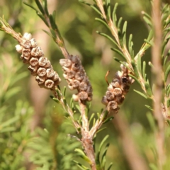 Melaleuca parvistaminea (Small-flowered Honey-myrtle) at Black Mountain - 28 Feb 2024 by ConBoekel