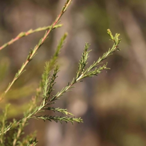 Melaleuca parvistaminea at Black Mountain - 28 Feb 2024