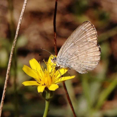 Zizina otis (Common Grass-Blue) at O'Connor, ACT - 27 Feb 2024 by ConBoekel