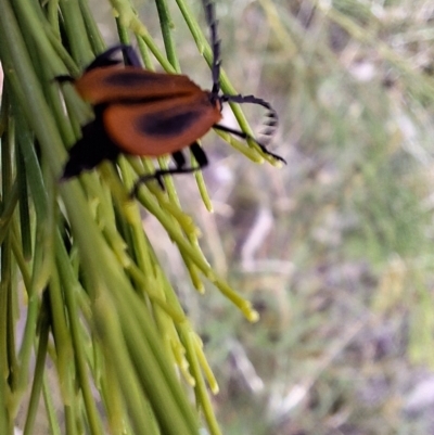 Porrostoma sp. (genus) (Lycid, Net-winged beetle) at Mount Majura - 5 Mar 2024 by JenniM