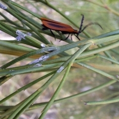 Porrostoma sp. (genus) at Mount Majura - 6 Mar 2024