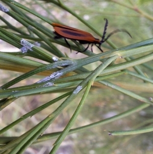 Porrostoma sp. (genus) at Mount Majura - 6 Mar 2024