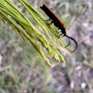 Porrostoma sp. (genus) at Mount Majura - 6 Mar 2024