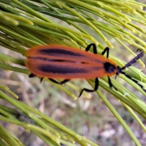 Porrostoma sp. (genus) at Mount Majura - 6 Mar 2024 08:17 AM