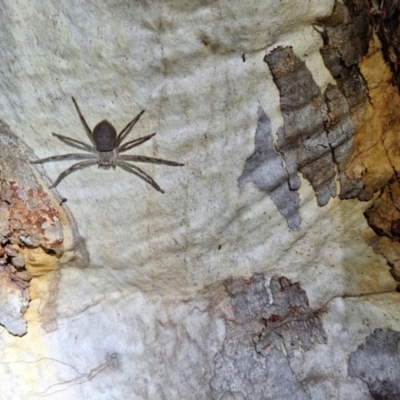 Isopeda or Isopedella sp. (genus) (Huntsman) at Mount Majura - 23 Nov 2023 by JenniM