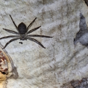 Isopeda or Isopedella sp. (genus) at Mount Majura - 23 Nov 2023