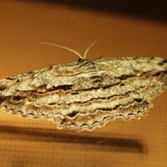 Scioglyptis chionomera (Grey Patch Bark Moth) at Cook, ACT - 3 Mar 2024 by CathB