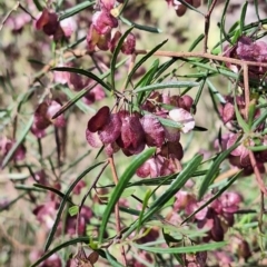 Dodonaea viscosa subsp. angustissima (Hop Bush) at Mount Majura - 1 Nov 2023 by JenniM