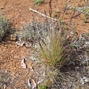 Poa sieberiana var. sieberiana at Mount Majura - 2 Nov 2023