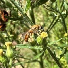 Lasioglossum (Parasphecodes) bryotrichum at Bullen Range - 5 Mar 2024 by Pirom