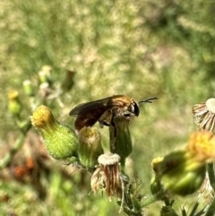 Lasioglossum (Parasphecodes) bryotrichum at Bullen Range - 5 Mar 2024