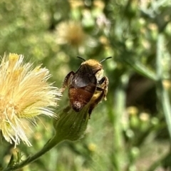 Lasioglossum (Parasphecodes) bryotrichum at Bullen Range - 5 Mar 2024