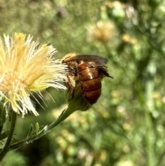 Lasioglossum (Parasphecodes) bryotrichum at Bullen Range - 5 Mar 2024