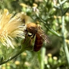 Lasioglossum (Parasphecodes) bryotrichum at Bullen Range - 5 Mar 2024